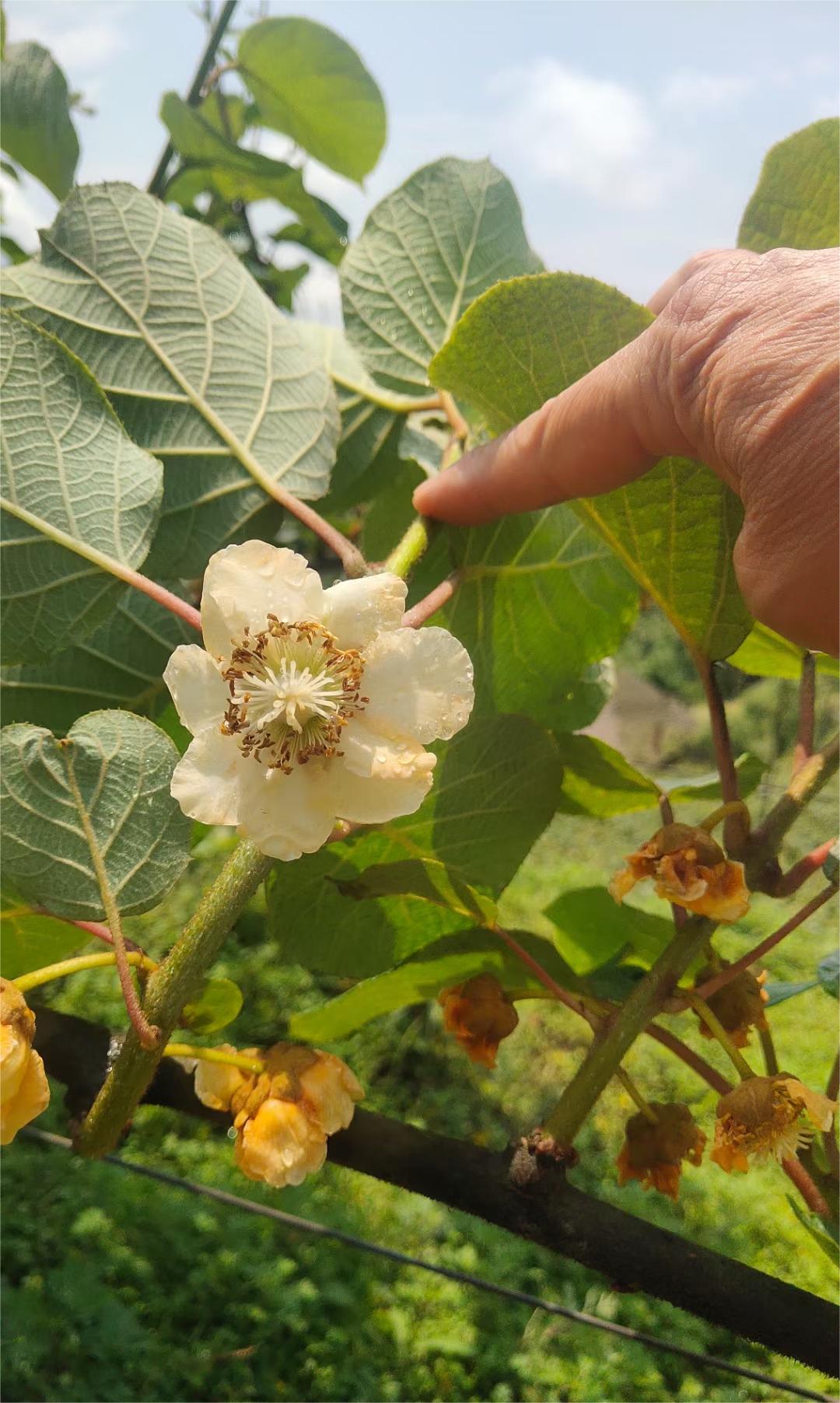 猕猴桃花期管理关键技术,疏蕾、疏花、疏果、授粉